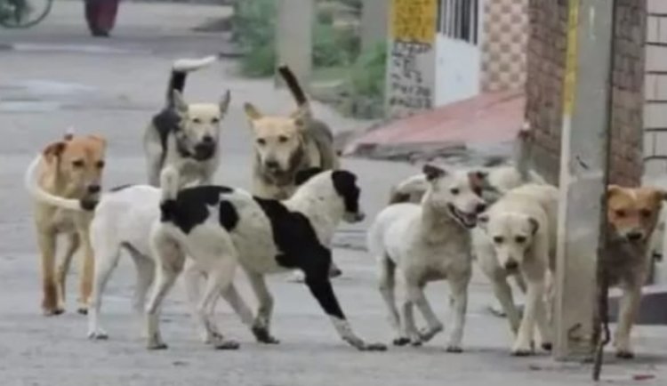 मुद्दे की बात : रतलाम में "कुत्तों" की संख्या में चमत्कारिक इजाफा