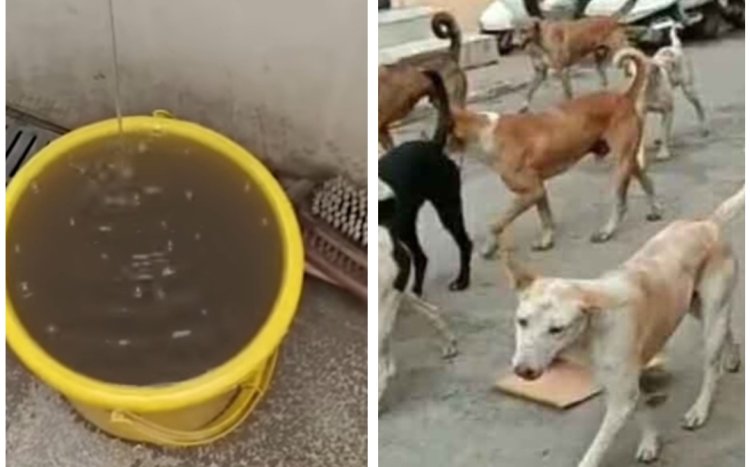 मुद्दे की बात : रतलाम जिला अभिभाषक ने पास किया जनहितैषी प्रस्ताव, पेयजल एवं बढ़ते स्ट्रीट डाग की समस्या खत्म करें नगर निगम