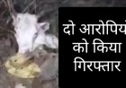 गाय का सर मिलने के बाद पुलिस कार्रवाई में दो आरोपी गिरफ्तार