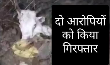 गाय का सर मिलने के बाद पुलिस कार्रवाई में दो आरोपी गिरफ्तार