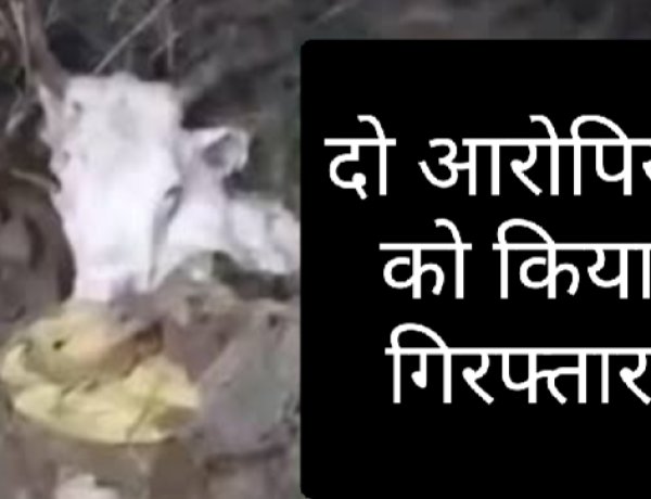 गाय का सर मिलने के बाद पुलिस कार्रवाई में दो आरोपी गिरफ्तार