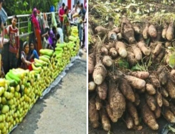 उपलब्धि सरोकार : बालम ककड़ी और रतलामी गराडू को मालवी गराडू के नाम से मिला जी.आई. टैग