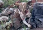 श्वान की चीखों से कांप उठा इलाका: रतलाम में बेज़ुबान  पर डंडों से बर्बरता