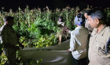 शासकीय भूमि पर ‘नशे की खेती’: रतलाम में मक्का-कपास के बीच उगे 724 किग्रा गांजे के पौधे