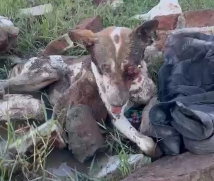 श्वान की चीखों से कांप उठा इलाका: रतलाम में बेज़ुबान  पर डंडों से बर्बरता