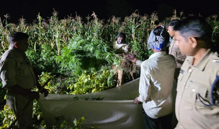 शासकीय भूमि पर ‘नशे की खेती’: रतलाम में मक्का-कपास के बीच उगे 724 किग्रा गांजे के पौधे