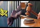 ​शादी का झांसा देकर SC महिला से दुष्कर्म करने वाले दोषी को आजीवन कारावास