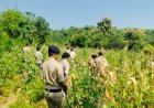 रतलाम में बड़ी कार्रवाई: कपास और मक्का के खेतों के बीच गांजे की अवैध खेती का भंडाफोड़