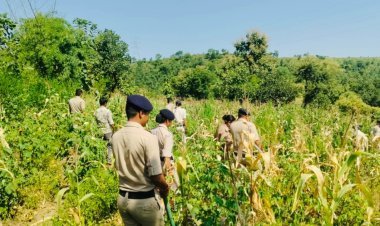 रतलाम में बड़ी कार्रवाई: कपास और मक्का के खेतों के बीच गांजे की अवैध खेती का भंडाफोड़