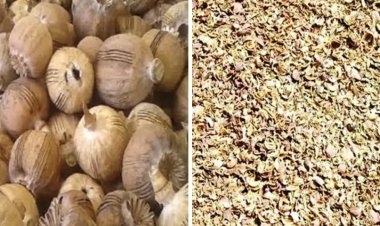 रतलाम पुलिस की बड़ी कार्रवाई: 4 महिला तस्करों रेवा, रमिला, ललिता, सन्नू से 60 किलो से अधिक डोडाचूरा जब्त