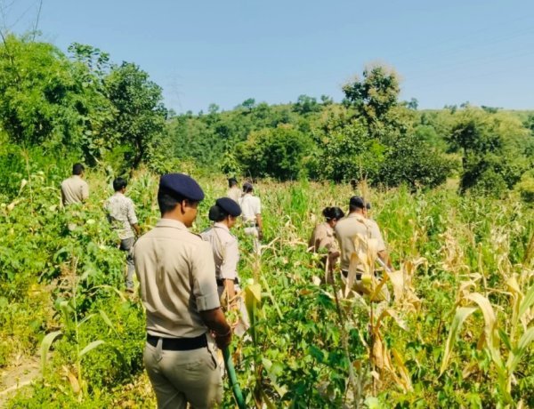 रतलाम में बड़ी कार्रवाई: कपास और मक्का के खेतों के बीच गांजे की अवैध खेती का भंडाफोड़