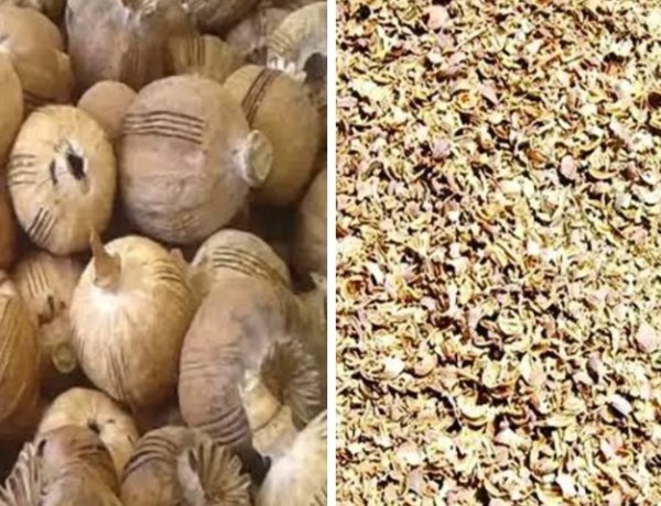 रतलाम पुलिस की बड़ी कार्रवाई: 4 महिला तस्करों रेवा, रमिला, ललिता, सन्नू से 60 किलो से अधिक डोडाचूरा जब्त