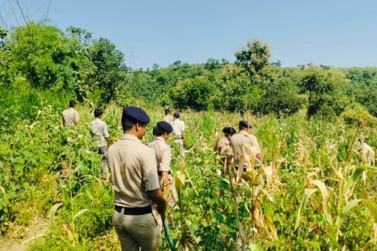 रतलाम में बड़ी कार्रवाई: कपास और मक्का के खेतों के बीच गांजे की अवैध खेती का भंडाफोड़