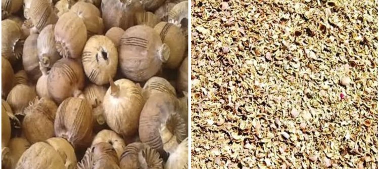 रतलाम पुलिस की बड़ी कार्रवाई: 4 महिला तस्करों रेवा, रमिला, ललिता, सन्नू से 60 किलो से अधिक डोडाचूरा जब्त